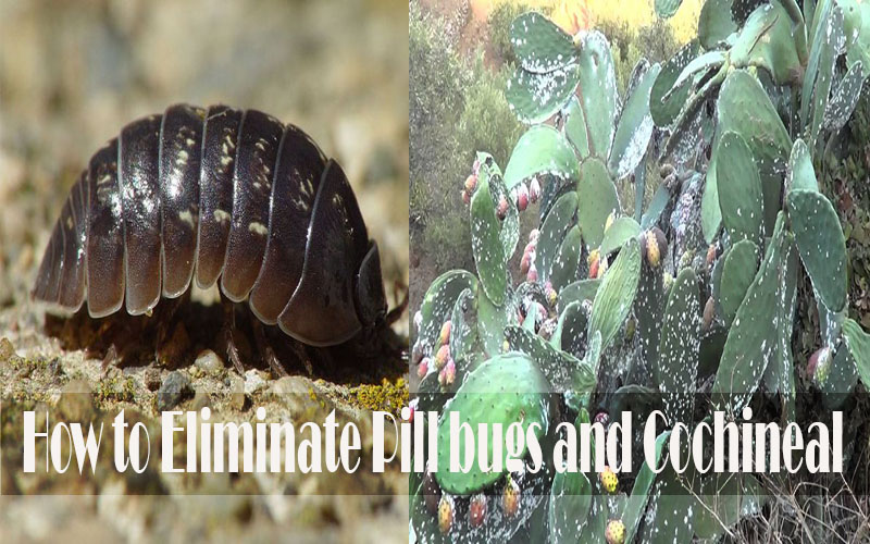 How To Eliminate Pill Bugs And Cochineal From Your Garden