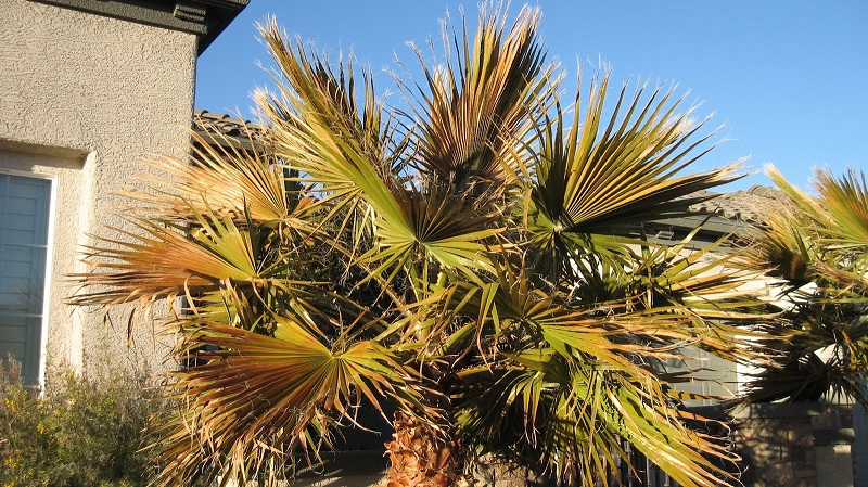 How to Treat The Red Palm Weevil in Palm Trees?