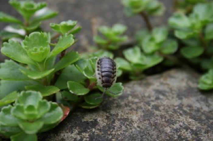How to eliminate pill bugs?
