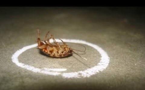 kill cockroach with boric acid