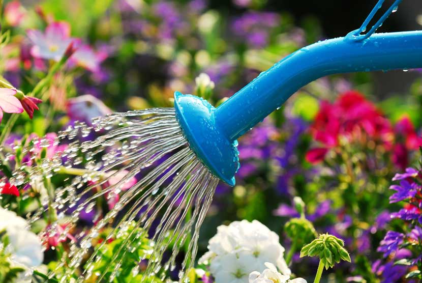 how to take care of plants in summer