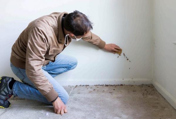 How to remove mold from walls