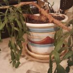 Christmas cactus wilting: Why it happens and what to do?