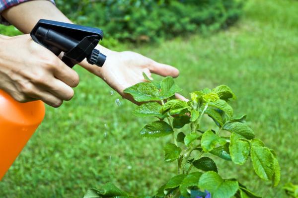 how to get rid of spider mites naturally