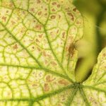 how to get rid of spider mites naturally