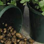 How to Grow Potatoes in Pots