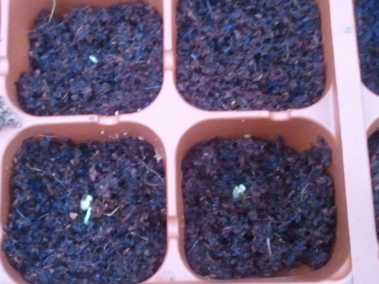 Tricks for growing peppers from scraps in your garden Healthy Flat