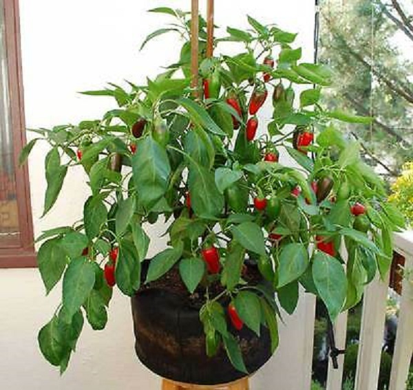 growing peppers from scraps