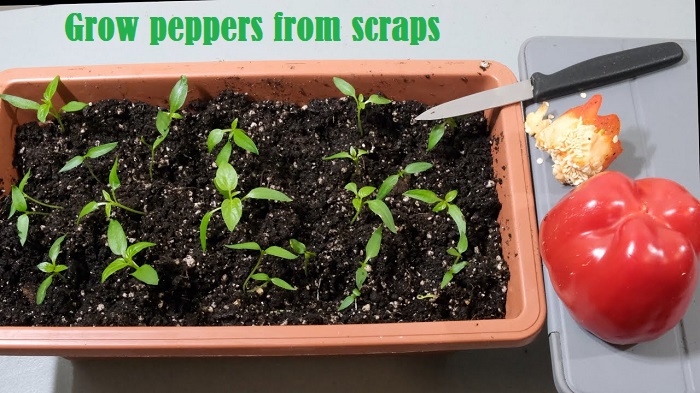 growing peppers from scraps