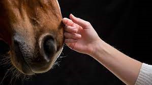 Three Ways that Horses Help with Mental Wellbeing