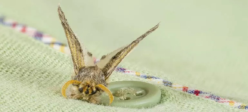 Dealing with Moth Infestations: A Comprehensive Guide