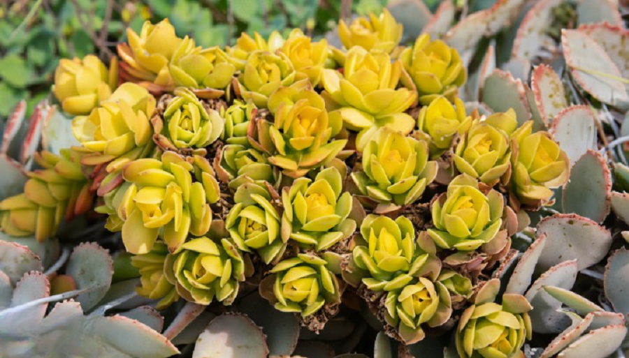Yellow Succulents for Different Climates
