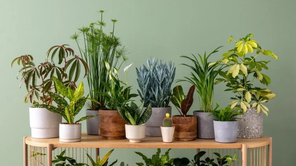 Selecting Indoor Pots and Planters