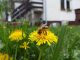 A bee is on yellow dandelion flower