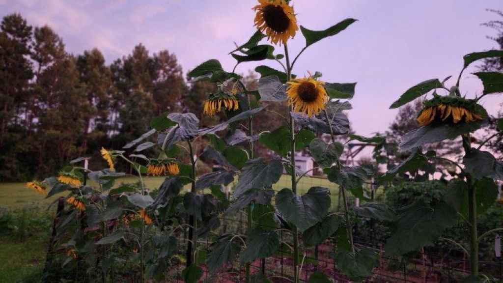 What is the best month to plant sunflowers