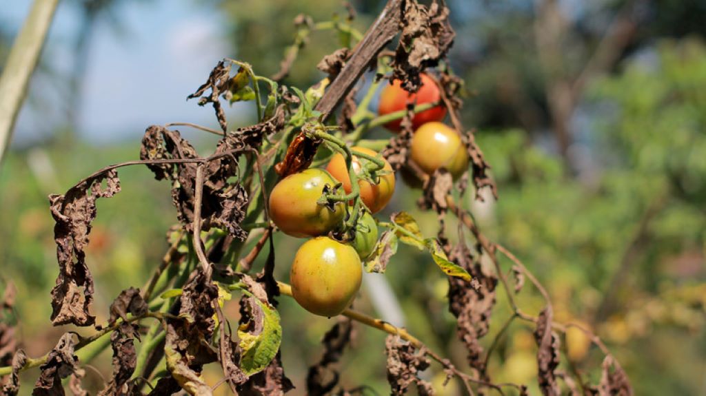 How do you fix brown tomatoes?