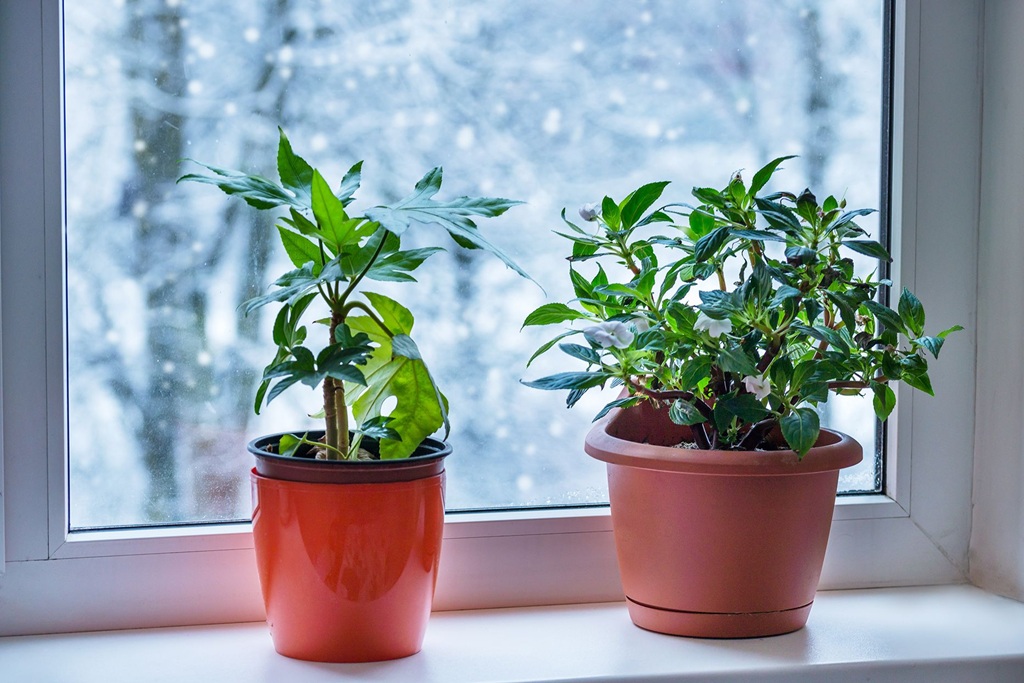 Can plants be by windows in winter?