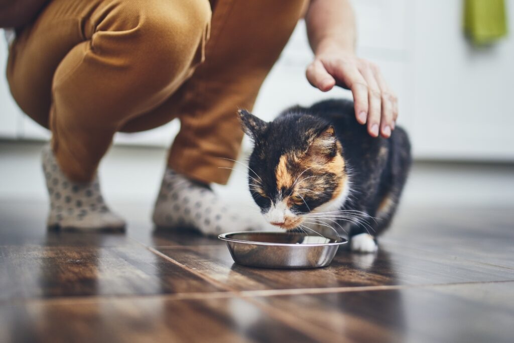 Best Cat Food for Diabetic Cats With Kidney Disease