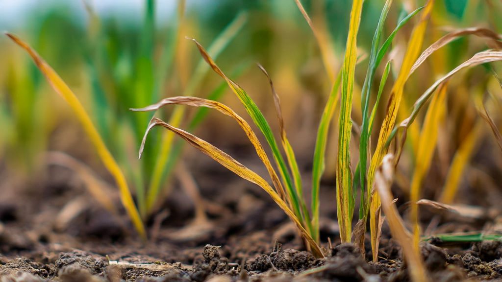 Close-up of yellow grass blades showing nitrogen deficiency in new lawn